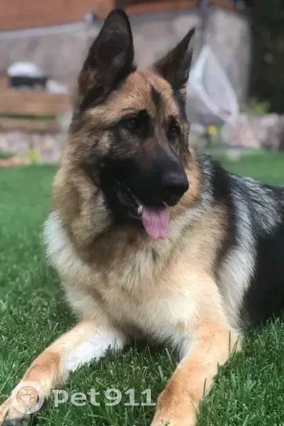 Пропала собака, Свердловская улица, Красноярск - немецкая овчарка с чипом - photo