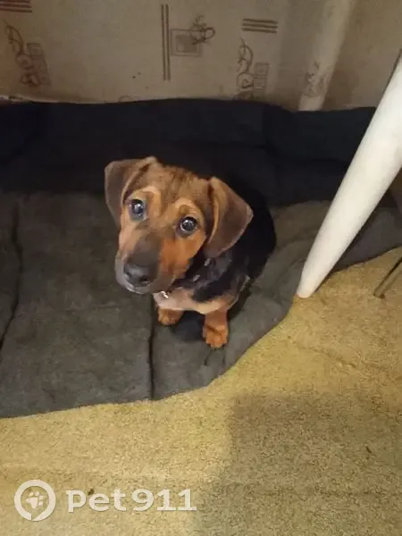 Пропала собака, Московское шоссе, 205, Самара - коричнево черная смесь с таксой - photo