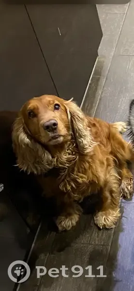 Пропал собака, Дубровичи, Рязанская область - спаниель рыжий, кличка Чарли - photo