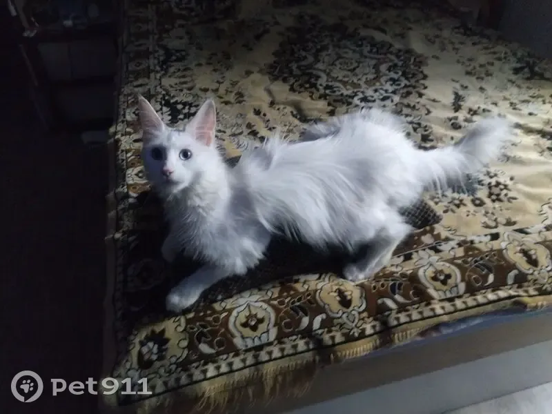 Пропала кошка, Галичская улица, 22, Кострома - белая, пушистая, с разными глазами - photo