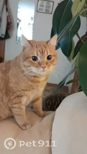 Пропала кошка, 3-я Большая Окружная улица, 147, Калининград - рыжий бобтейл без хвостика - photo