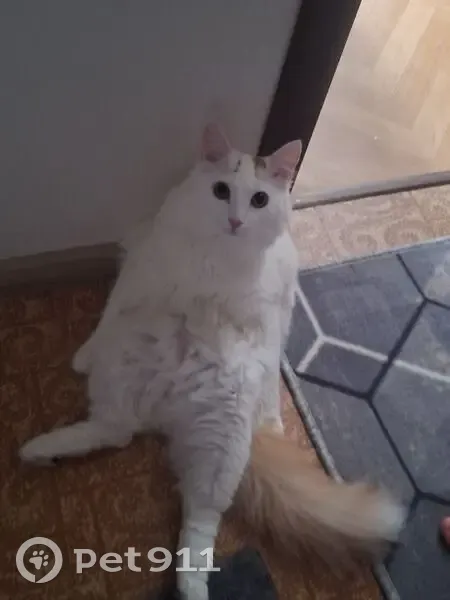 Пропал кот, улица Конёнкова, 4Б, Москва - белый с рыжим хвостом - photo