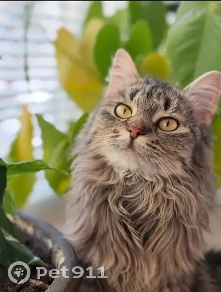 Пропала кошка, улица Силкина, 4, Саров - светло серая, откликается на кличку - photo