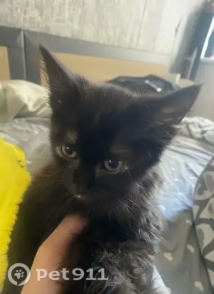 Пропала кошка, улица Зеленского, Морозовск - черная пушистая Лилит - photo