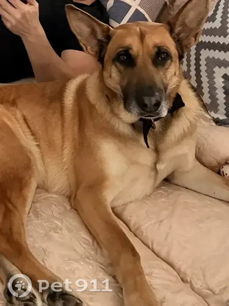 Пропал собака, 182, Татарстан, Казань - песочного цвета, фенотип Маленуа - photo