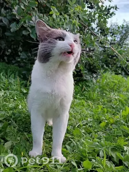 Пропал кот, улица Чугунова, 17, Бор - отколоты клыки, бирюзовые глаза - photo
