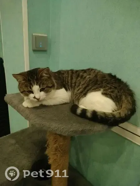 Пропал кот, улица Калинина, Муром - белый с коричнево-черной шерстью - photo