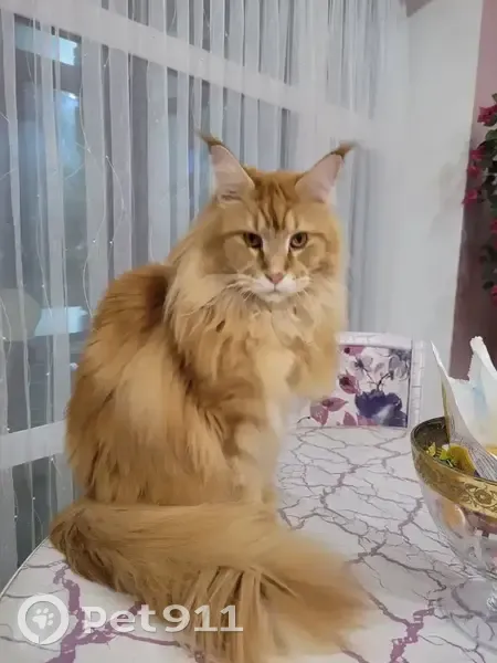 Пропала кошка, Краснознамённая улица, Новая Усмань - рыжий мейнкун - photo