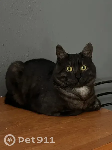 Пропал кот, улица Водников, Ростов-на-Дону - пыльно-черный, откликается на Велар - photo