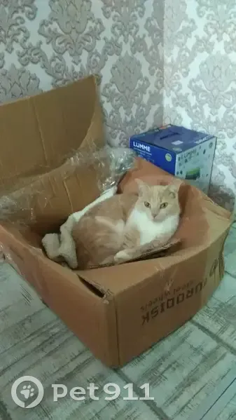 Пропала кошка, Крутой переулок, 10А, Ставрополь - рыжая с белым - photo