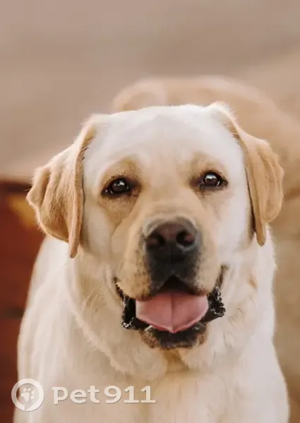 Пропала собака, Любань, Ленинградская область - сука лабрадор - photo