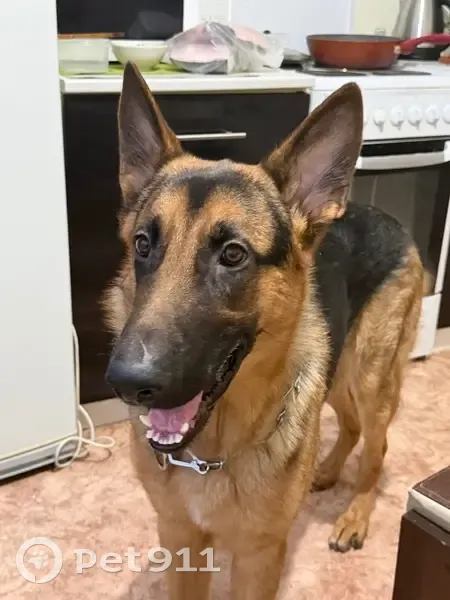 Пропал собака, Маркс — убежал после аварии на трассе - photo