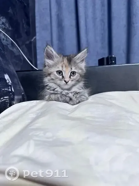 Пропала кошка, улица Мориса Тореза, 24А, Новокузнецк - пушистая 3 цветная - photo