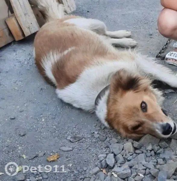 Пропала собака, улица Суворова, 26, Кемерово - рыжая с белым - photo
