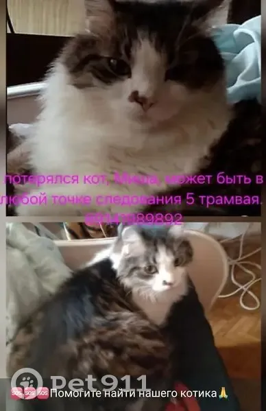 Пропал кот, улица Руднева, 41, Хабаровск - пушистый с пятнышком на носу - photo