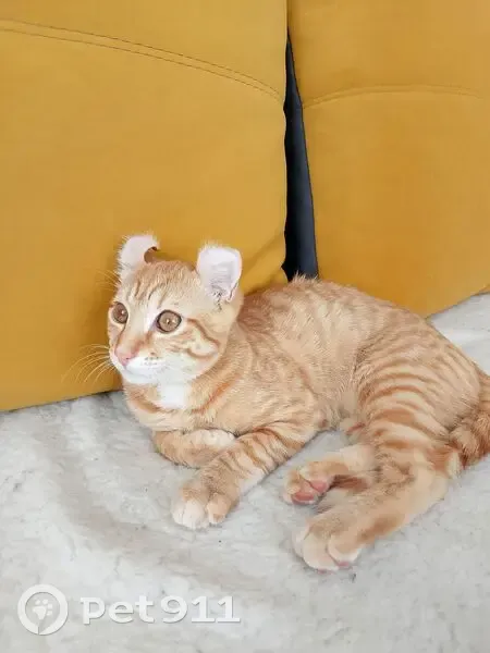 Пропал кот, Молодёжная улица, 59, Владимировка - Американский керл, рыжий в полоску - photo