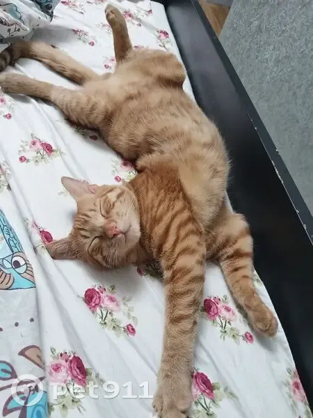 Пропал кот, Деревянкское сельское поселение, Карелия - откликается на имя Оскар - photo