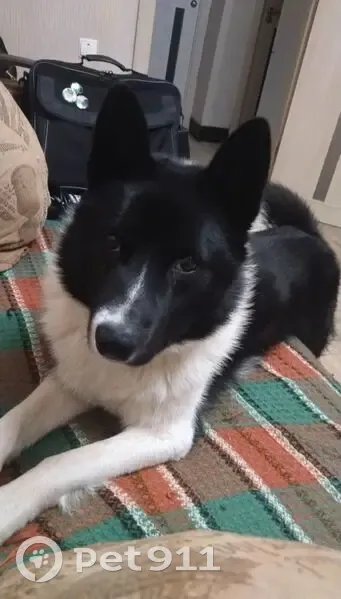 Пропала собака, Угольское сельское поселение, Угольское - черно-белый окрас, оранжевый ошейник - photo