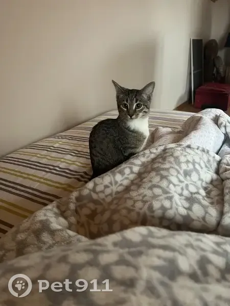 Пропала кошка, Комсомольская улица, 9Б, Одинцово - последний раз видели возле пруда - photo