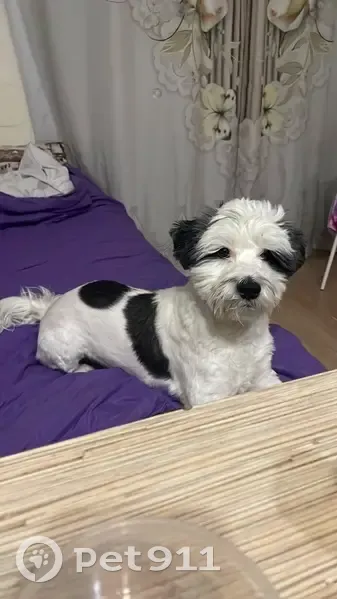 Пропал собака, Пражская улица, 15, Кудрово - ласковый и доверчивый - photo