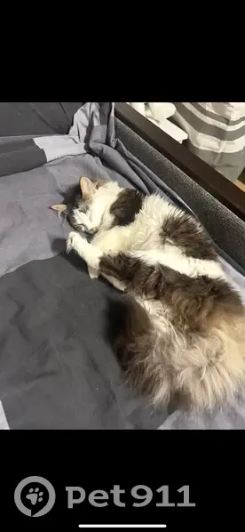 Пропала кошка, Пискарёвский проспект, 10 к2, Санкт-Петербург - рисунок на лбу и лапке - photo