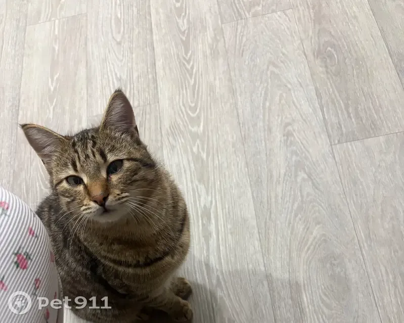 Пропал кот, улица Ломоносова, Навля - полосатый окрас - photo