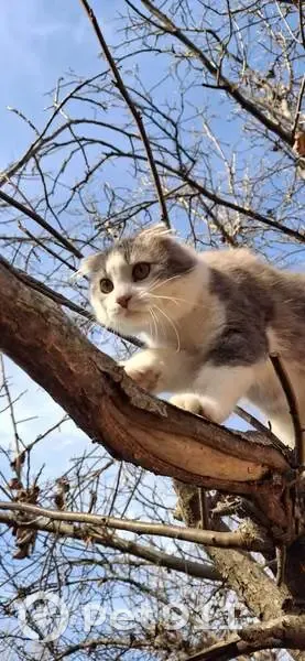 Пропала кошка, Инкубаторный переулок, Кошехабль, Курганинск - серо-белый, шугливый - photo