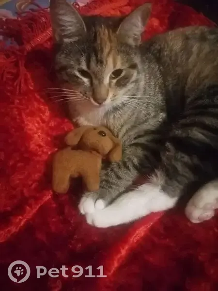 Пропала кошка, Ленинградская улица, Пушкин - 4 цветная с рыжим окрасом - photo