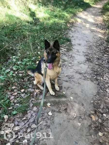 Пропала собака, 2-й Ноксинский переулок, 13, Казань - короткий хвост и родинка на языке - photo