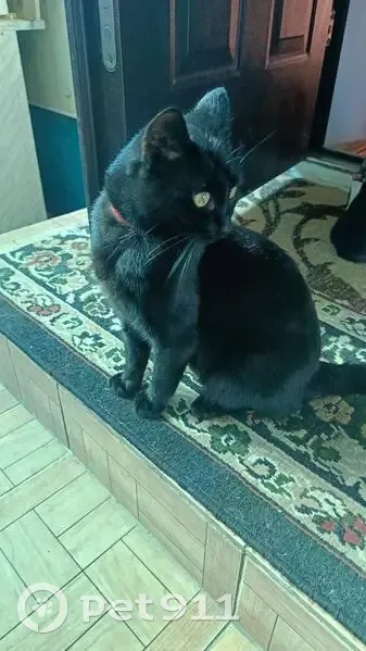 Пропал кот, Советская улица, 41, Славянск-на-Кубани - чёрный с красным ошейником - photo