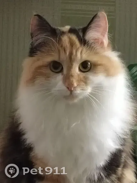 Пропала кошка, улица Пятилетки, 130, Березники - трехшерстная с рыжей маской - photo