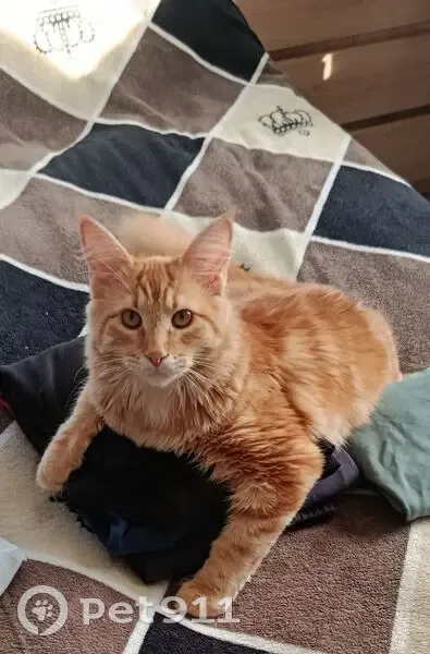 Пропал кот, улица Ленина, 228, Озёры - ручной, первый раз на улице - photo