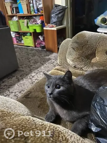 Пропала кошка, Больничная улица, 29, Берёзовский - дымчатый, людей не пугается - photo