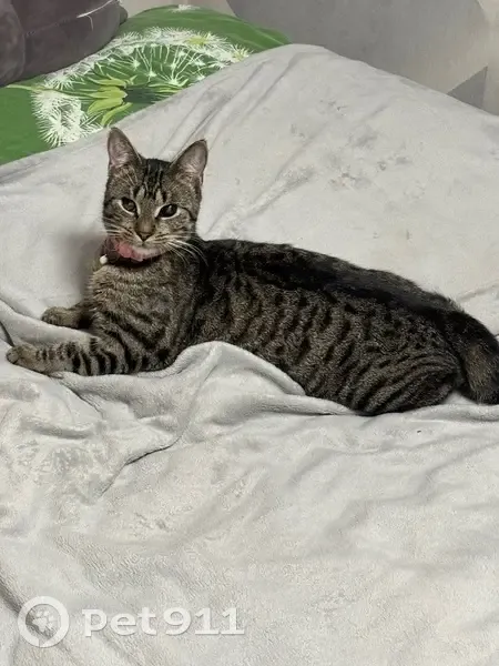 Пропала кошка, Колхозная улица, 3, Советск - розовый ошейник - photo