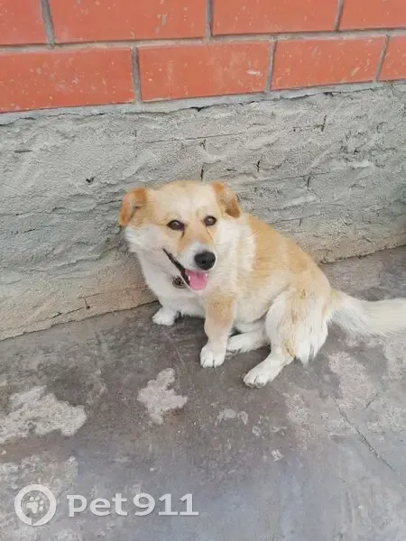 Пропал собака, Славянская улица, 24, Весенний - был в темно-зеленом ошейнике - photo