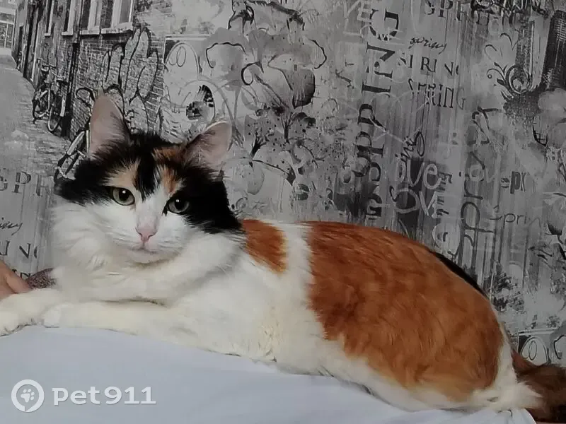 Пропала кошка, Казанская улица, 1, Лысково - трёхцветная с рыжим пятнышком в форме сердечка - photo