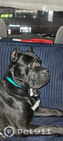 Пропала собака, Технологический проезд, Новосибирск - черная с белой окраской - photo