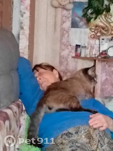 Пропал кот, проспект Труда, 19, Воронеж - серый с черным хвостом - photo