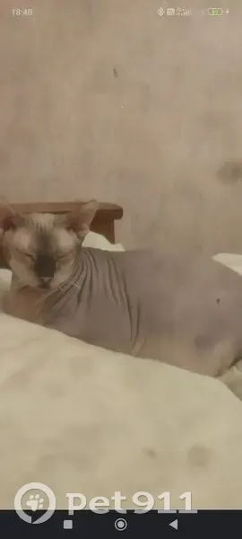 Пропала кошка, «Дон», Кореновское городское поселение, Кореновск, канадский сфинкс с родинкой в виде сердца - photo