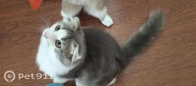 Пропал кот, Кошехабль, Адыгея - серо-белый с пушистым хвостом - photo