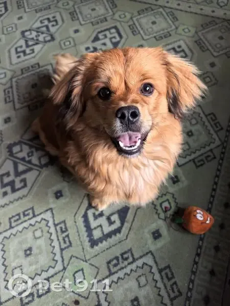 Пропал собака, Рабочая улица, 35А, Ейск - дворняга Пуша - photo