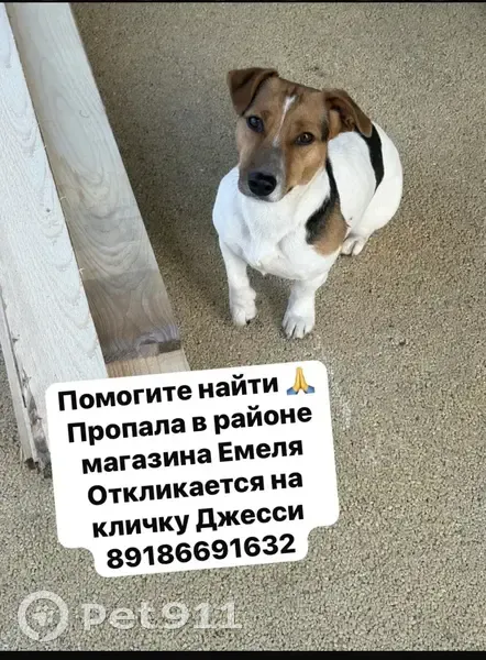 Пропала собака, Темрюк, Краснодарский край - photo