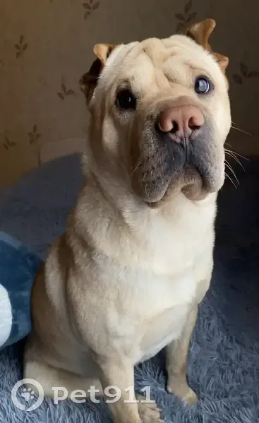 Пропал собака, улица Розы Люксембург, 117, Морозовск - порода шарпей, золотистый - photo