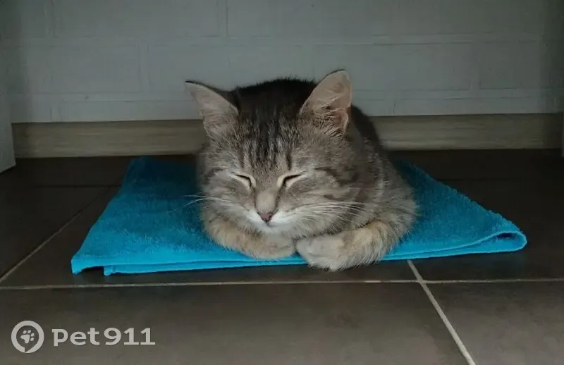 Пропал кот, улица Герцена, 20, Шадринск - серый в полоску - photo