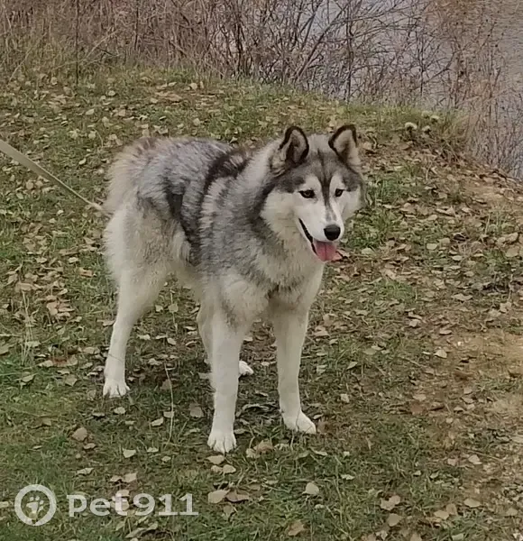 Пропала собака, улица Гагарина, Хрущёво - хаски с карими глазами - photo