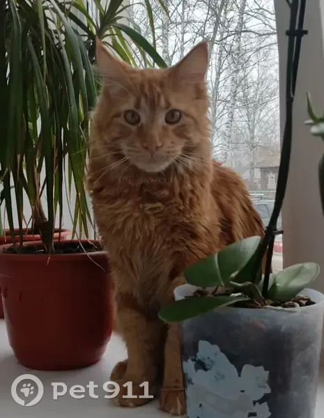 Пропал кот, Цветочная улица, 25, Оса - крупный, пушистый, рыжий - photo