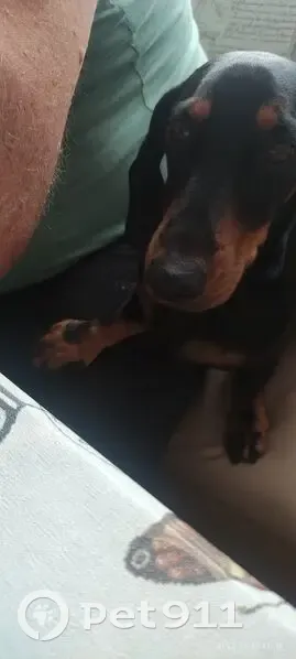 Пропал собака, Р-216, Ставропольский край, Петровский - откликается на РОН - photo