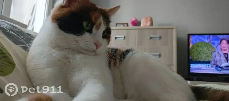 Пропала кошка, улица Фадеева, 46, Самара - трехцветная - photo