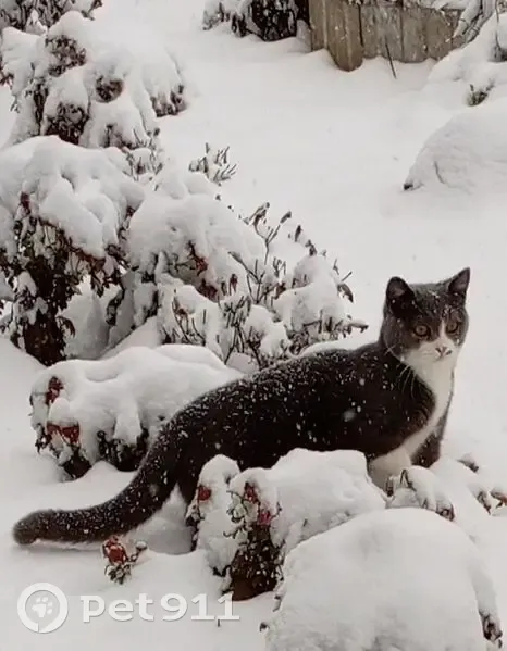 Пропал кот, улица Степана Разина, 43, Лабинск - серо-белый окрас - photo