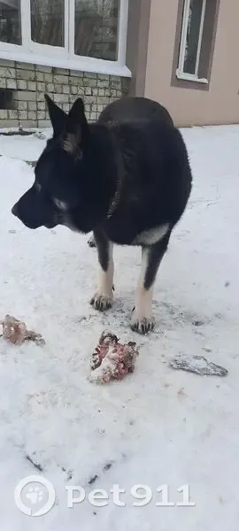 Пропала собака, женский пол, Лучевая улица, Соколовый - восточно-европейская овчарка - photo